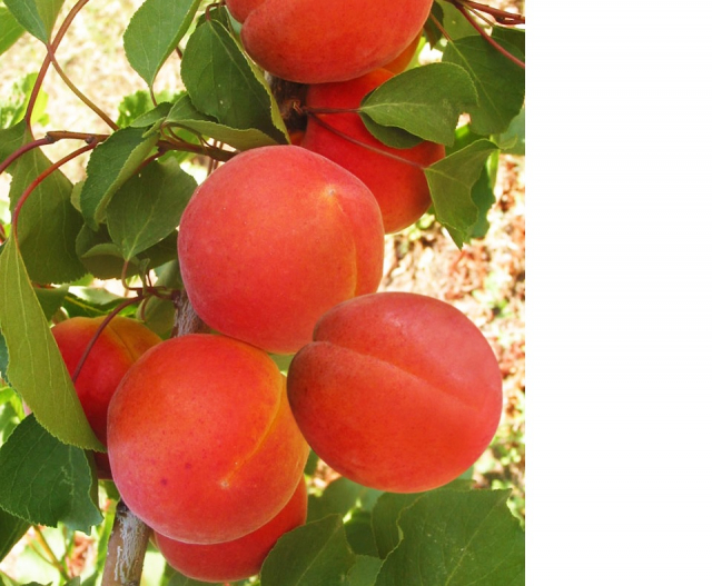 Abricotier nain ‘Garden Aprigold’