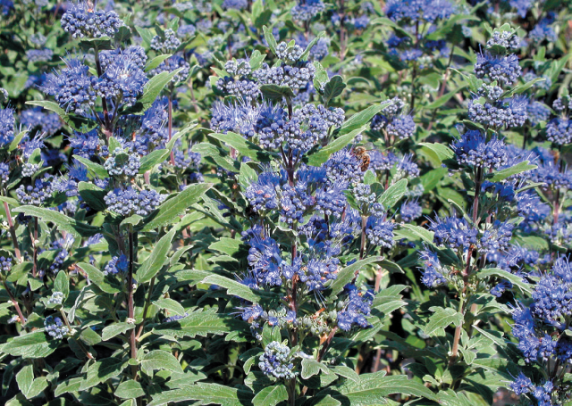 Caryopteris ‘Grand Bleu’