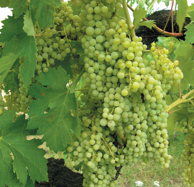 Virgne Perdin