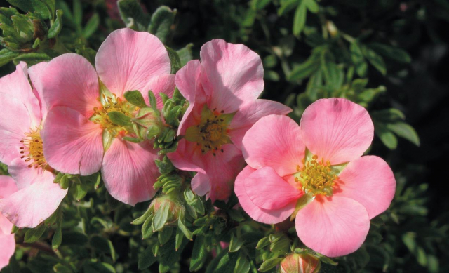 Potentille Lovely Pink