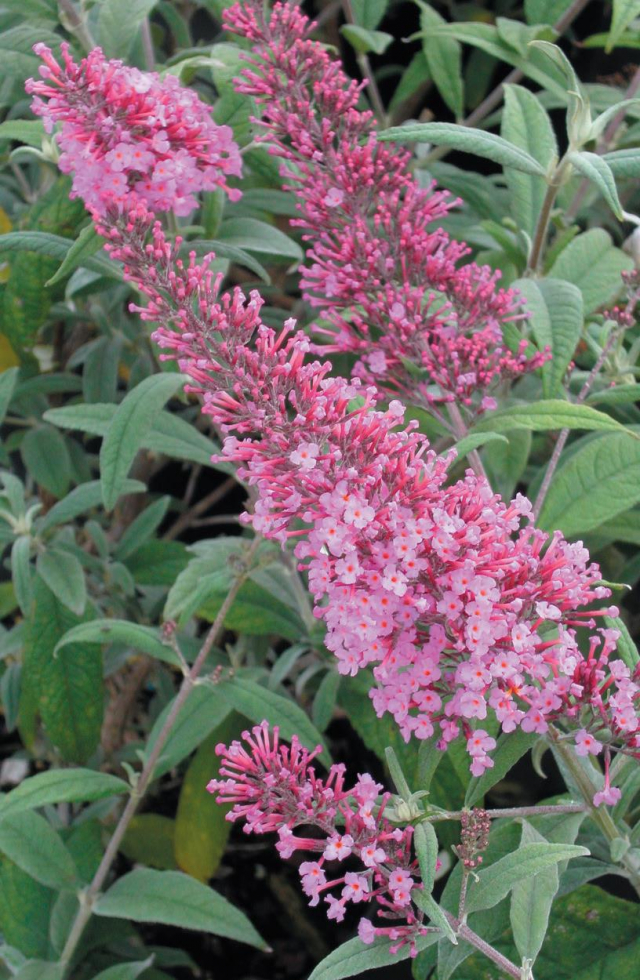 Arbre aux papillons nain ‘Lilac Chip’