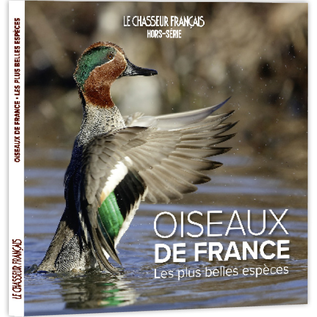 Oiseaux de France, les plus belles espèces