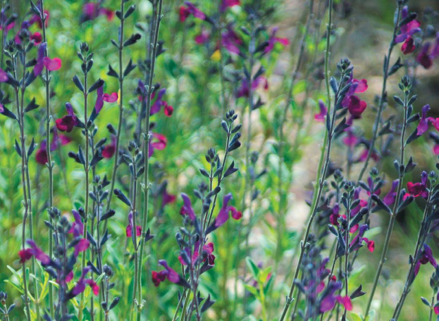 Salvia Violette de Loire