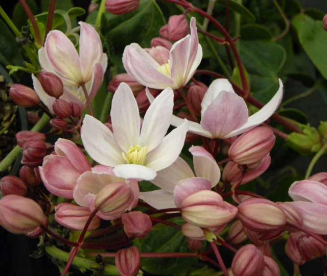Clématite du Père Armand ‘Hendersonii Rubra’