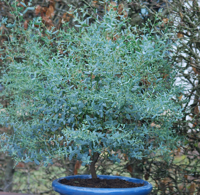 Gommier ‘France Bleu’