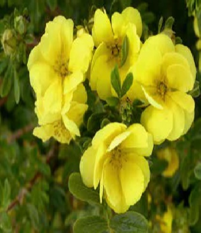 Potentille « Double punch » ‘Gold’