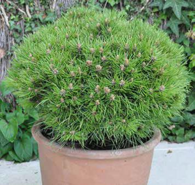 Pin Nain ‘Marie Bregeon’