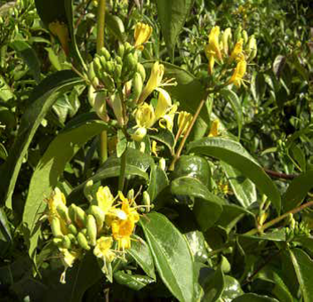 Chèvrefeuille ‘Copper Beauty’