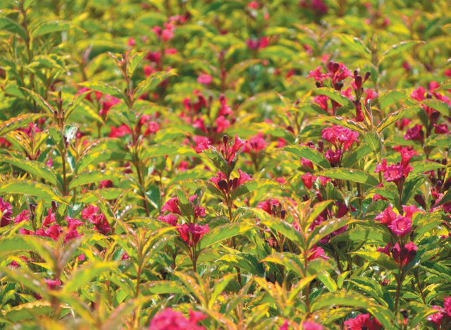 Weigela ‘Mouiin Rouge’