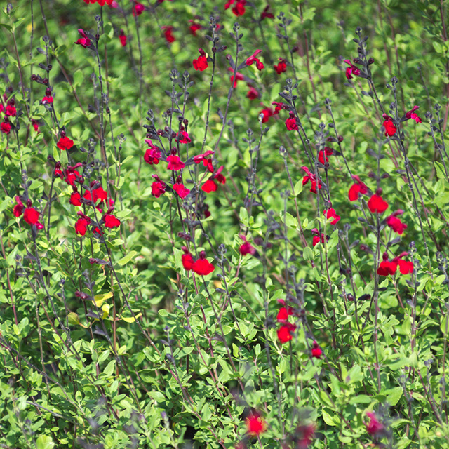 Sauge ‘Rêve Rouge’