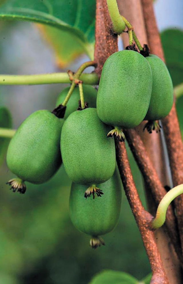 Actinidia Vitikiwi