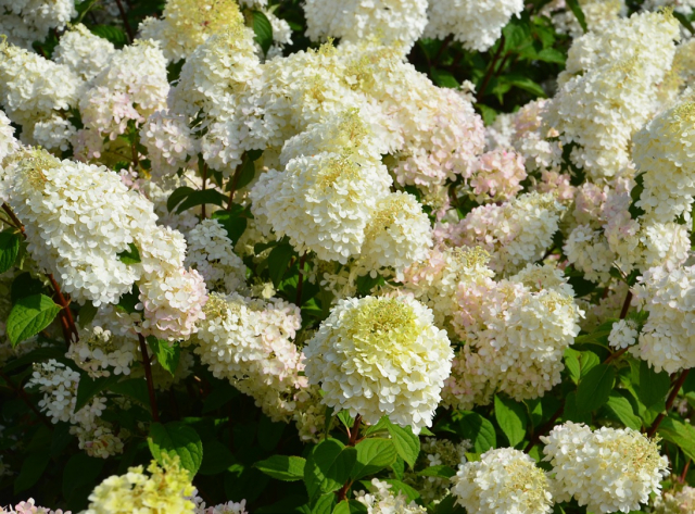 Lot de 2 Hortensias paniculé ‘Diamantino’