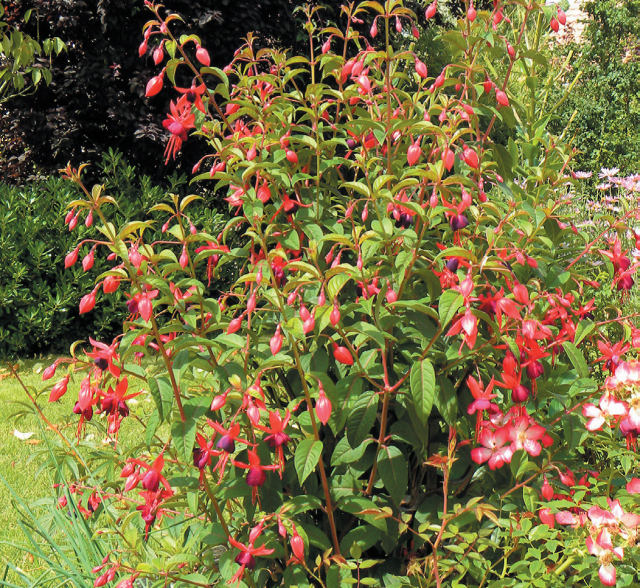 Fuchsia grimpant ‘Lady Boothby’