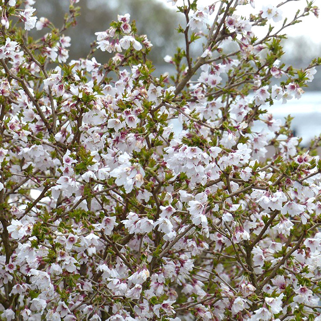 Cerisier à fleurs du Japon ‘Kojo No Mai’