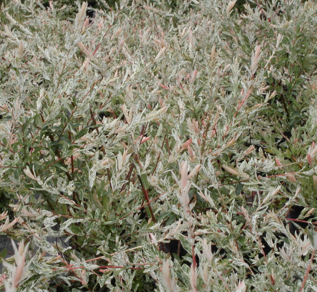 Saule crevette