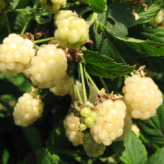 Mûre ‘Polar Berry’