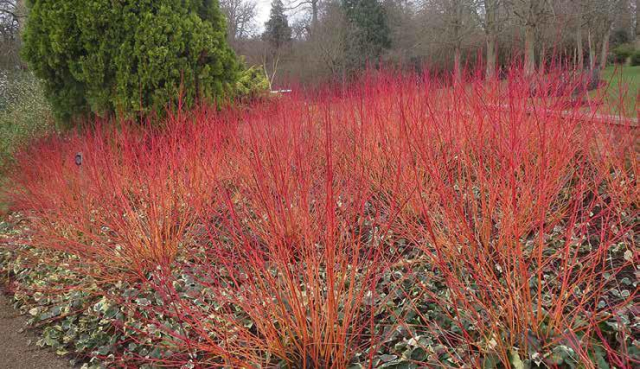 Lot de 2 Cornouiller ‘Anny’s Winter Orange’