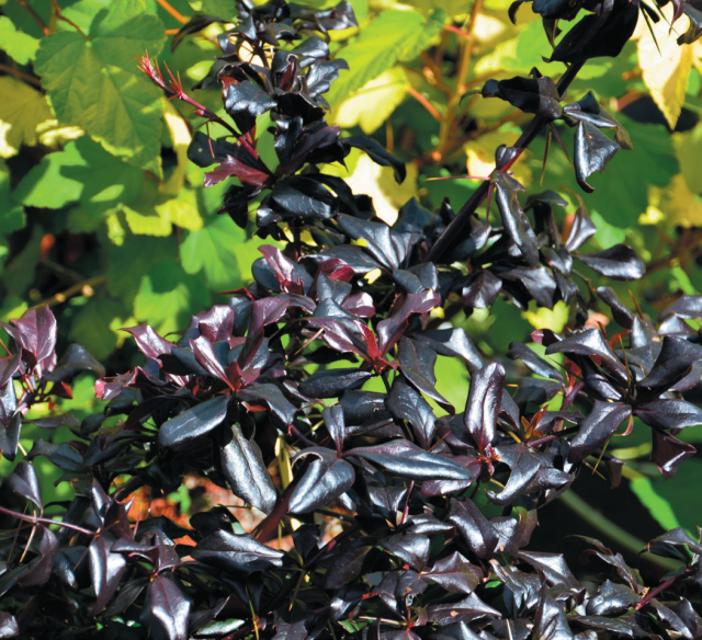 Épine-vinette ‘Thunderbolt’