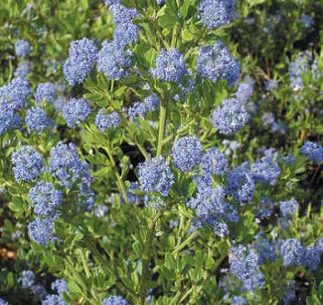 Lilas de Californie ‘Skylark’
