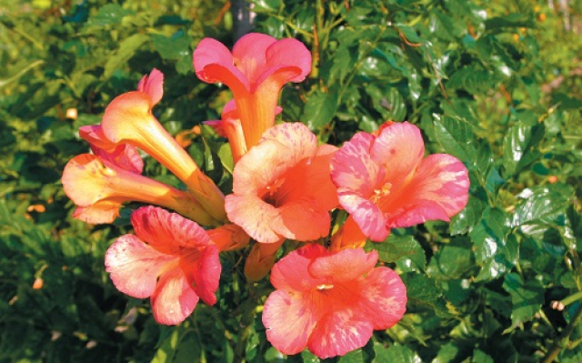 Bignone ‘Orangeade’