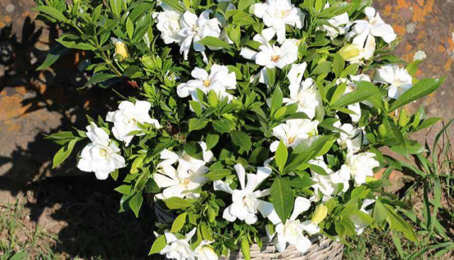 Lot de 2 : Gardénia ‘Celestial Star’