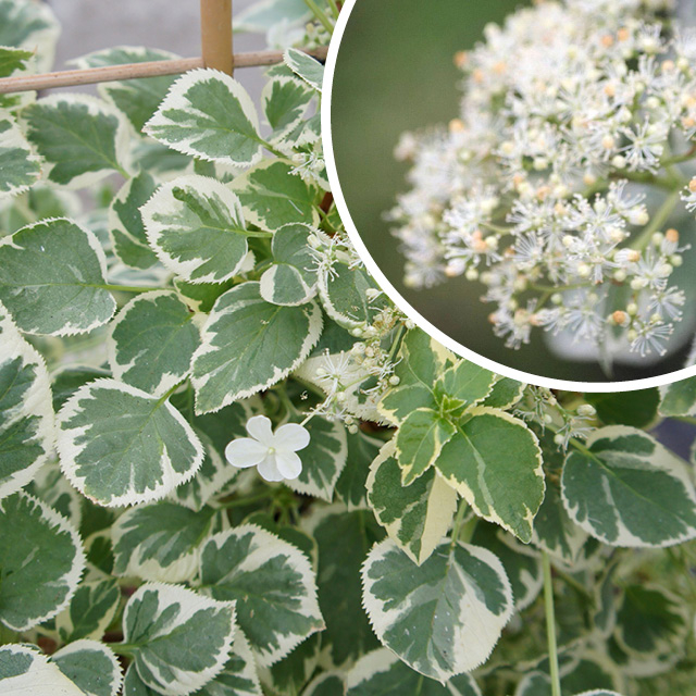 Plante - Hortensia grimpant "Silver Lining"