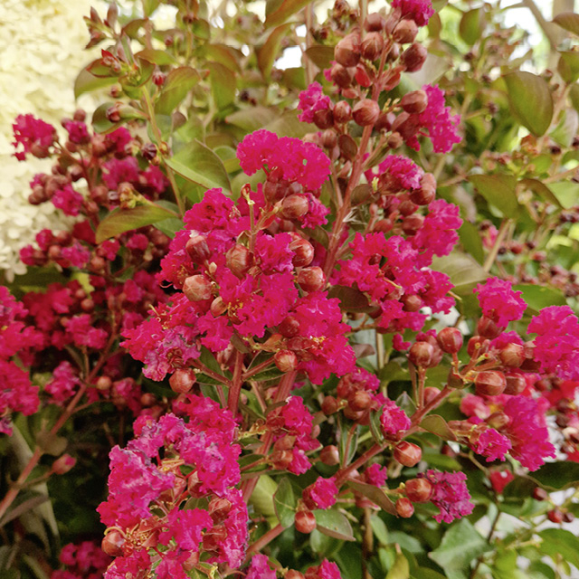 Plante - Lilas des Indes Dynamite