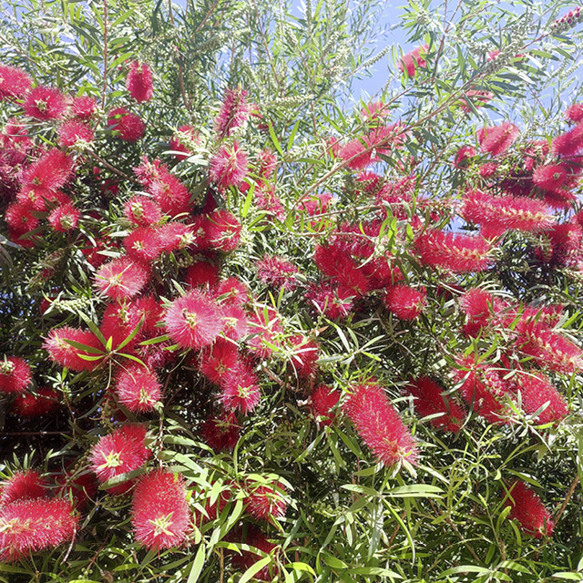 Plante - Callistemon  Hot Pink®