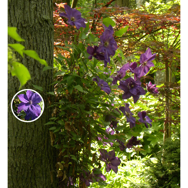 Clématite 'super night'