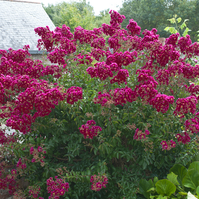 Lilas des indes 'red rocket'