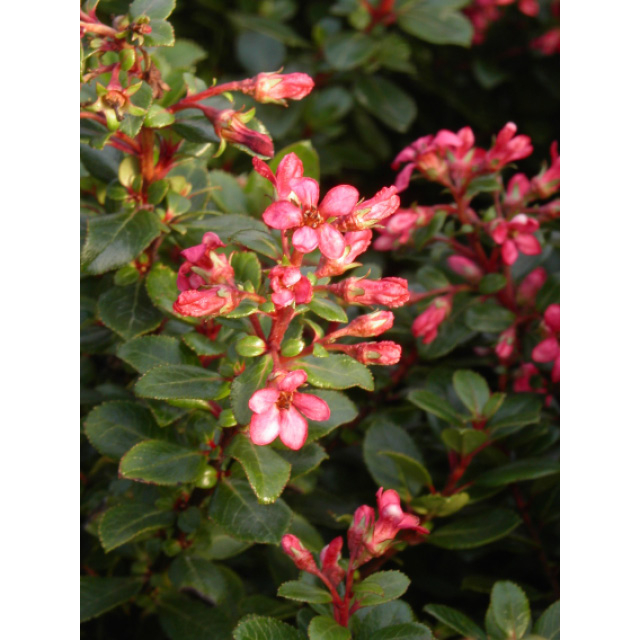 Escallonia nain 'red dream'