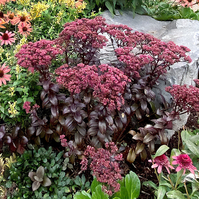Plante - Sedum  Dark Magic®