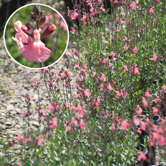 Sauge arbustive 'pluenn'