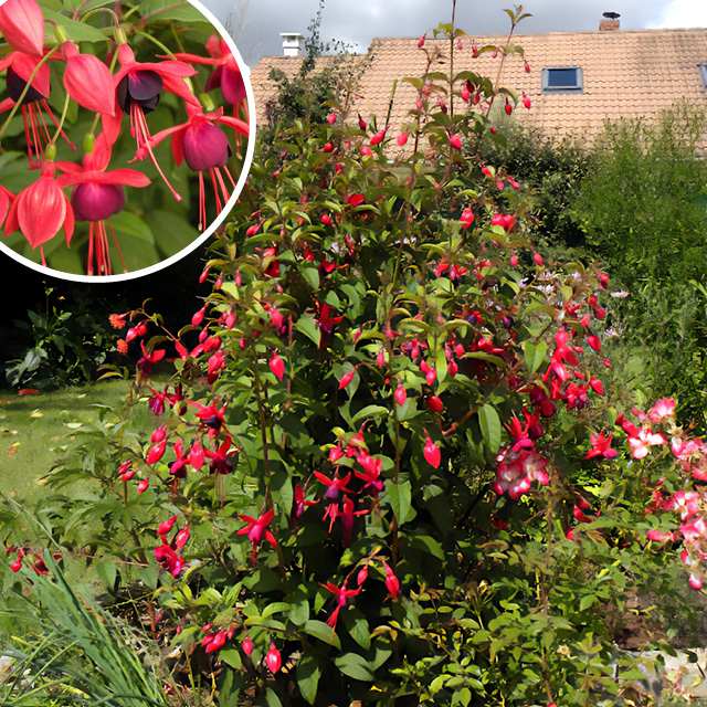 Plante - Fuchsia Lady Boothby