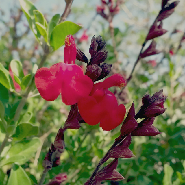 Plante - Sauge arbustive Mirage "Cherry Red"