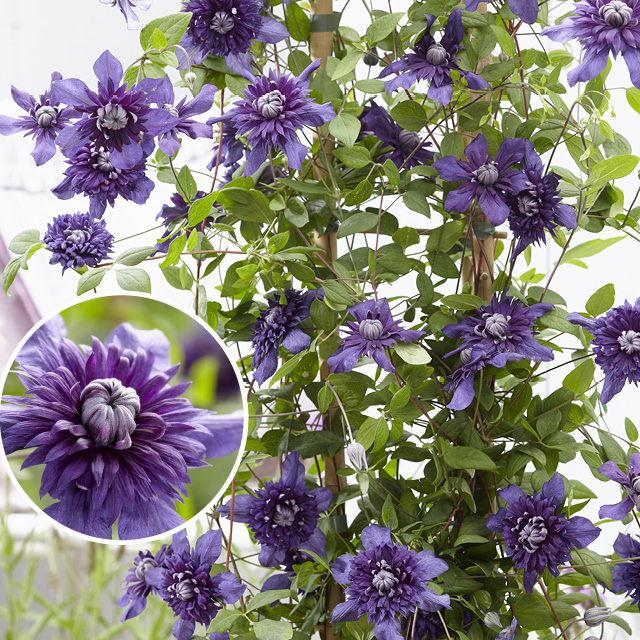Clématite 'kokonoe'