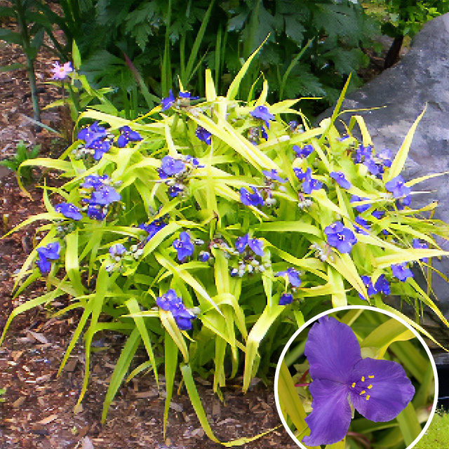 Plante - Ephémère de Virginie 'Sweet Kate'