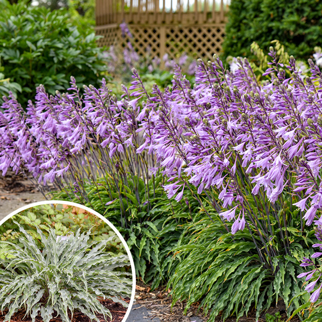 Hosta Silly String (Lot de 3 godets)