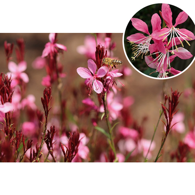 Gaura 'belleza dark pink'