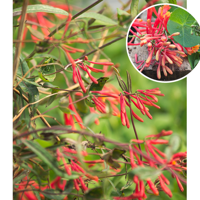 Lot de 2 : chèvrefeuille de virginie 'cedar lane