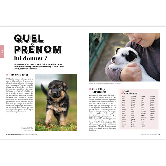 Quel Panier pour un Chiot ? Guide + 6 exemples – Journal Animal